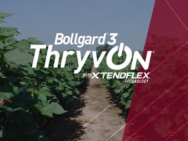 Bollgard® 3 ThryvOn® cotton with XtendFlex® Technology