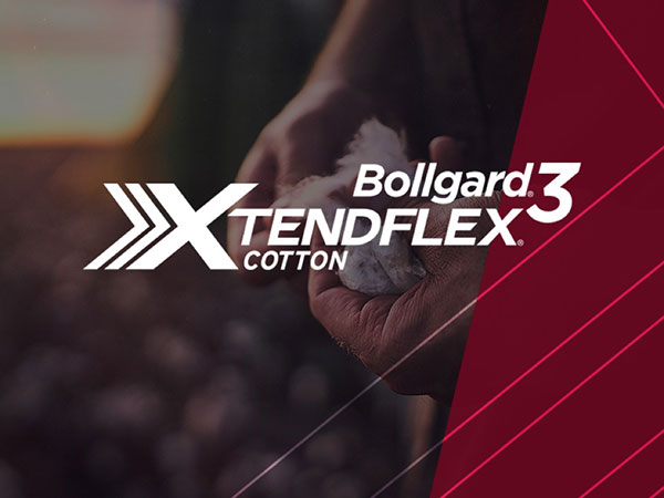 Bollgard 3 XtendFlex Cotton