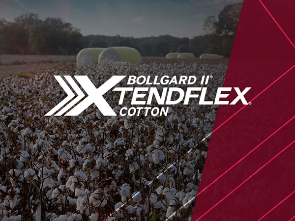Bollgard II Xtendflex Cotton