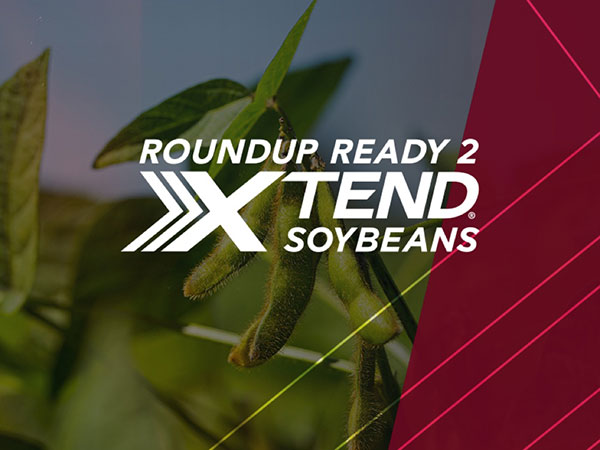 Roundup Ready 2 Xtend Soybeans