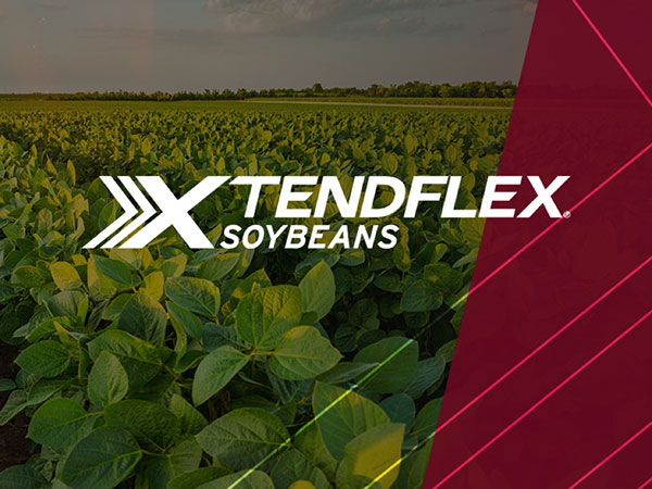 XtendFlex Soybeans