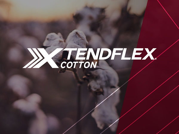 Xtendflex Cotton