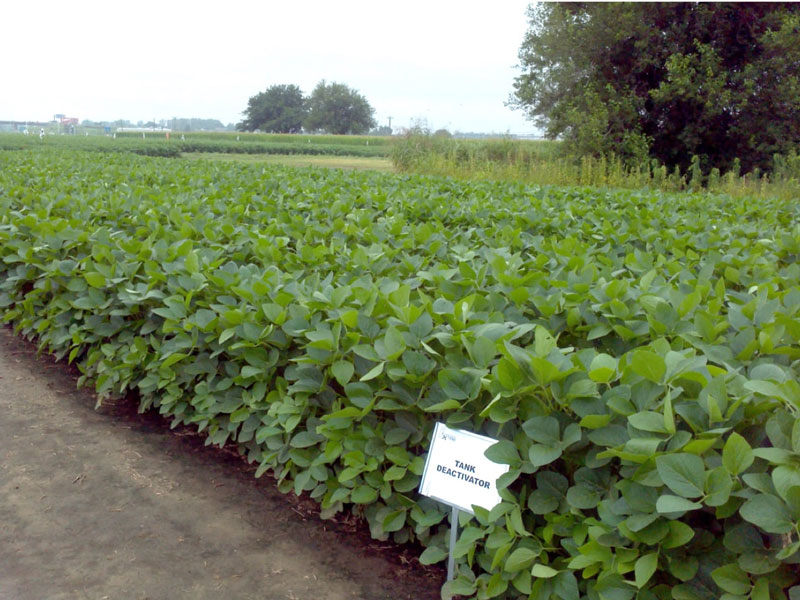 Photo of soybeans 33 days after application