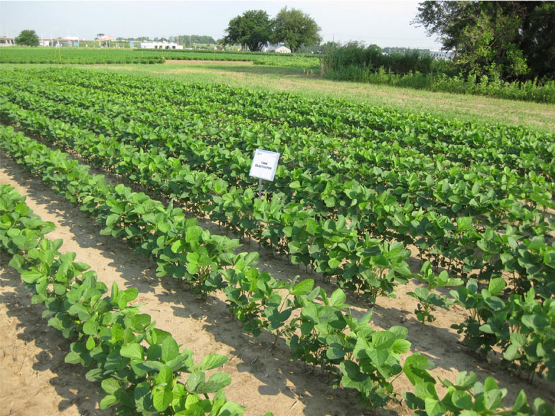 Photo of soybeans 4 days after application