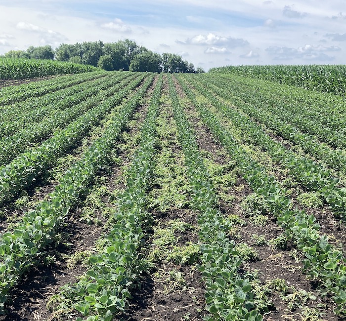 XtendFlex Soy versus Enlist E3 Soybeans. See how the E3 soybeans compare