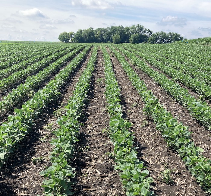 XtendFlex Soy versus Enlist E3 Soybeans. See how the XtendFlex soybeans compare