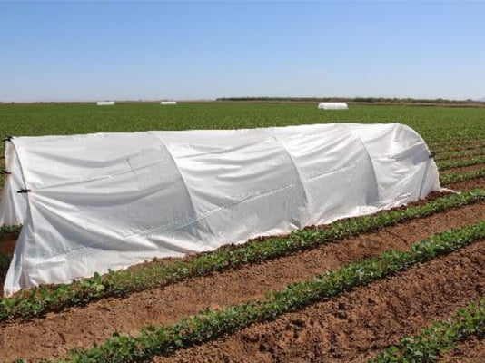 Low-tunnel trials field photo 1