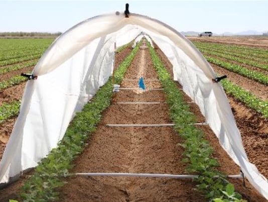 Low-tunnel trials field photo 3