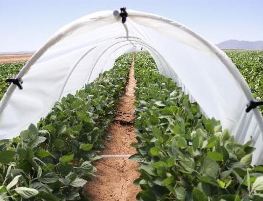 Low-tunnel trials field photo 4